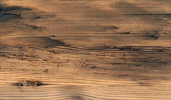 holz